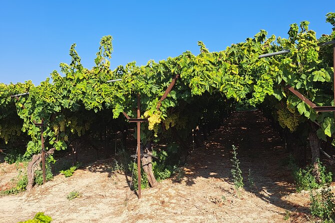 Wine Raki Olive Oil Tasting and Pottery - Private Tour - What the private format adds