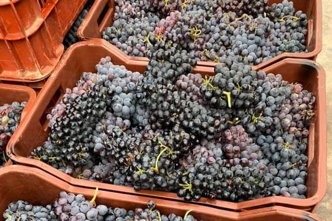 Wine Raki Olive Oil Tasting and Pottery - Private Tour - Thrapsano: watch a living pottery tradition