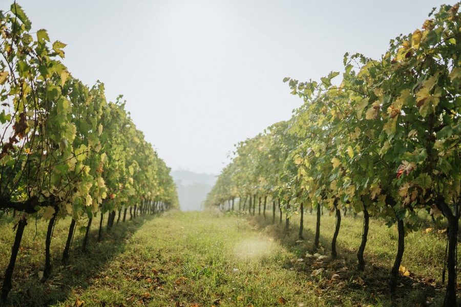 Wine tasting tour with olive oil and salami - Key points at a glance
