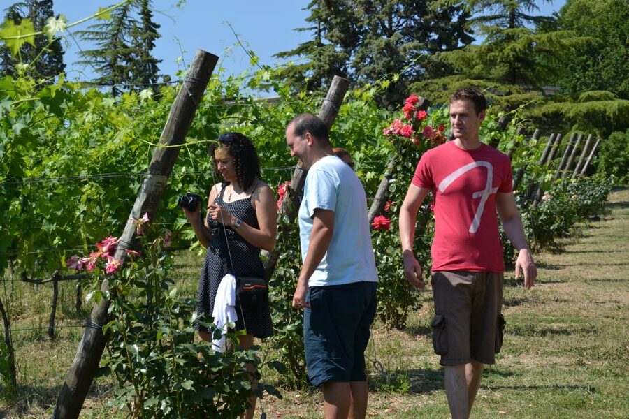 Wine tasting tour with olive oil and salami - What this Emilia-Romagna tasting is really about