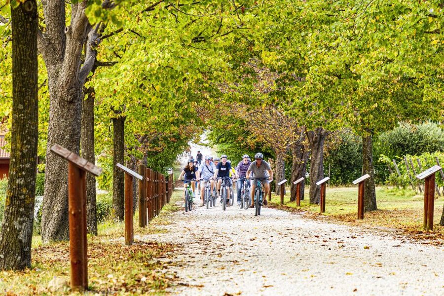 Wine tasting tour with olive oil and salami - Arriving among the vineyards near Santarcangelo