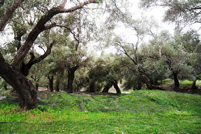 Wine Tour and Olive Tasting- Small Group Tour - Three Corfu experiences in one outing