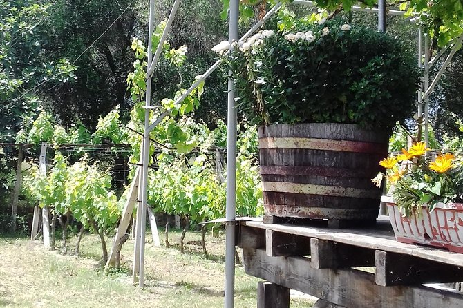 Wine Tour and Olive Tasting- Small Group Tour - Palaiokastritsa and the Monastery of the Virgin Mary