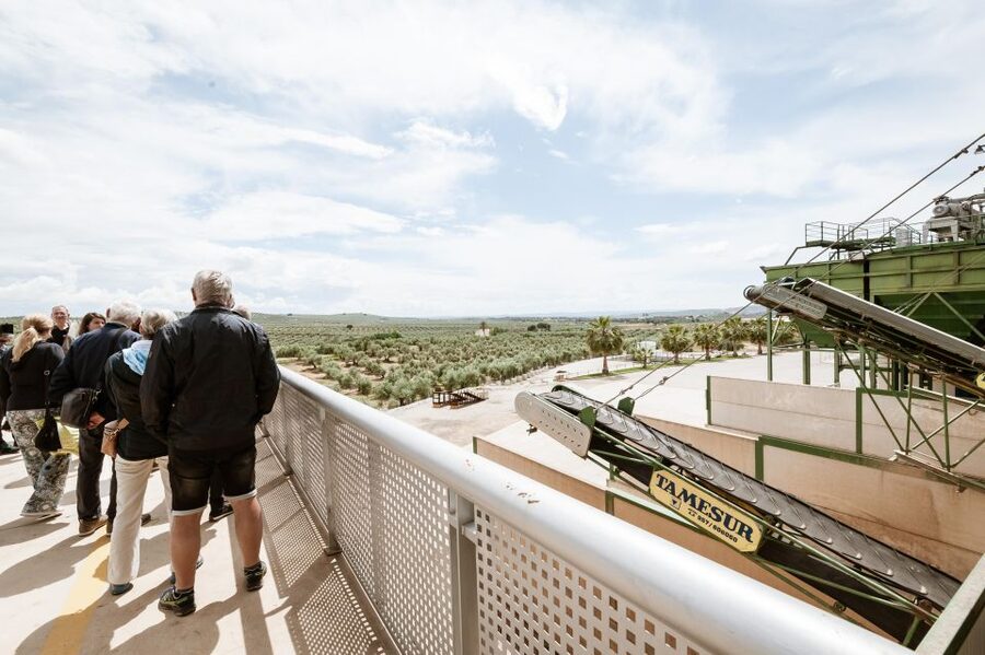 XXI Century Olive Oil Mill Tour - Sorting Out Extra Virgin and Other Olive Oils