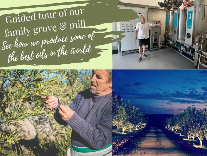 Zadar Olive Oil & Wine with Dalmatian Views & History - Croatian wine, local bites, and an optional lunch